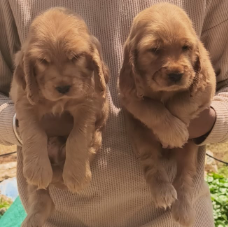 Purchase KCI Registered Cocker Spaniel Puppy from Goa